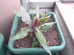 DSC08150.jpg