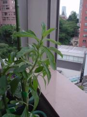 DSC08160.jpg