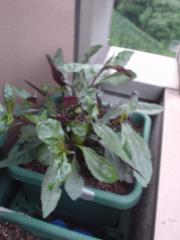 DSC08175.jpg