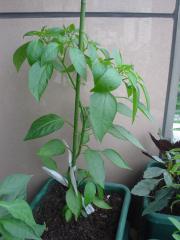 DSC08176.jpg