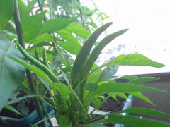 DSC08179.jpg