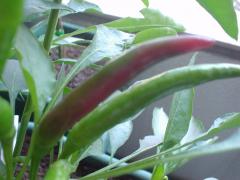DSC08187.jpg