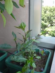DSC08189.jpg