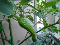 DSC08191.jpg