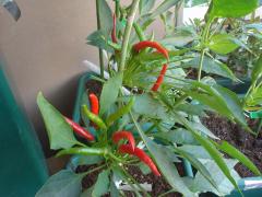 DSC08198.jpg