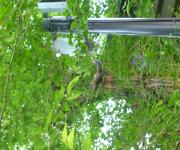 20120507-5.jpg
