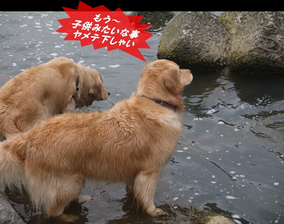 ぐりことメルモ