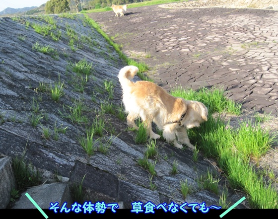 メルモ