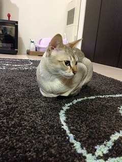 お手手2