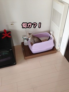 トイレ掃除5