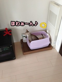 トイレ掃除4