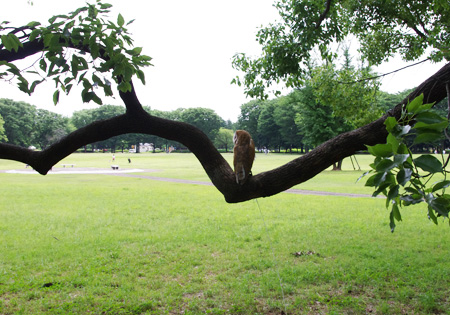 小金井公園1