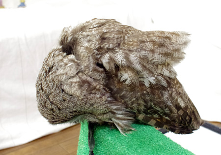 眠い1