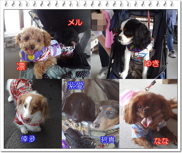 わんこ達紹介