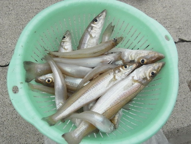 5_20120702071312.jpg