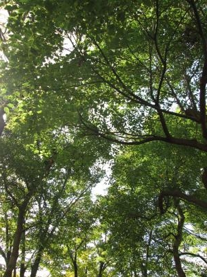 木