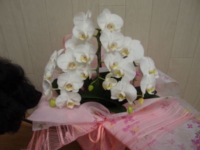P8313480 (400x300)