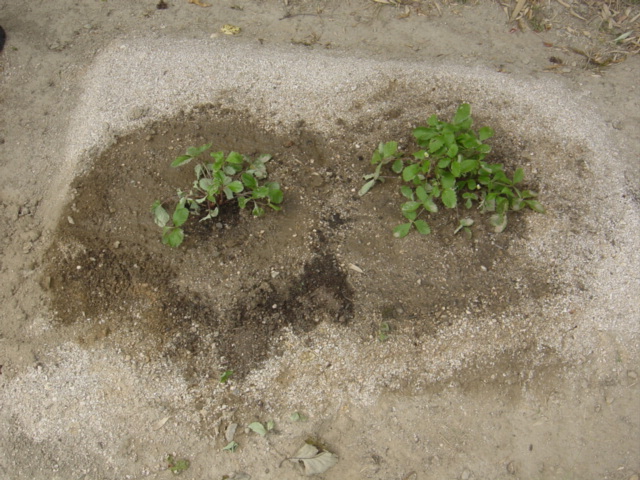 ワイルドストロベリーの地植え