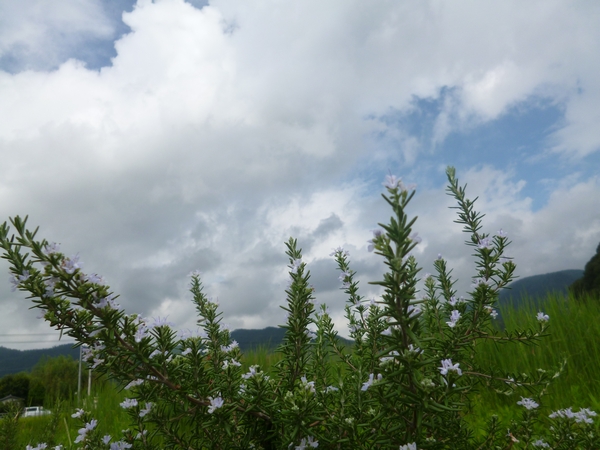 空とローズマリーの花