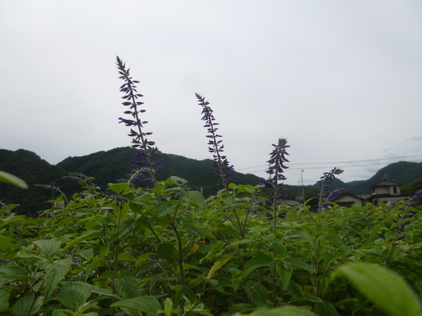 田んぼのセージ花穂
