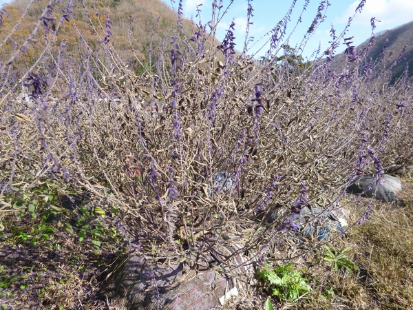 アンソニーPセージ2_20121206