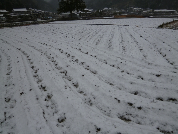 田んぼに雪20121228