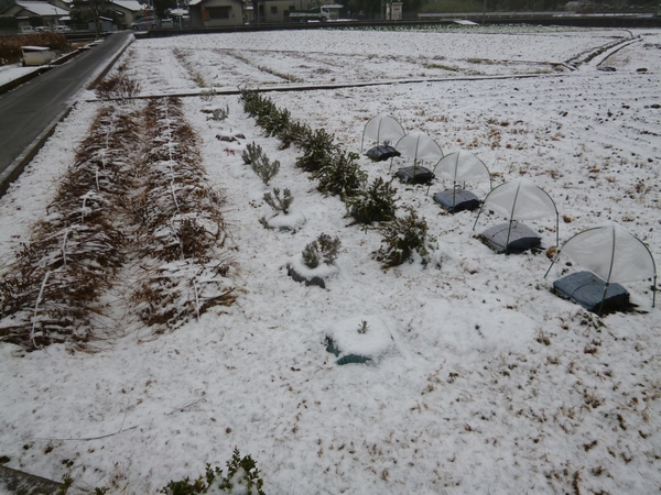 田んぼのハーブ20121228