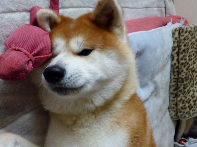 お昼寝中のやまと君