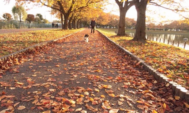 2012年紅葉