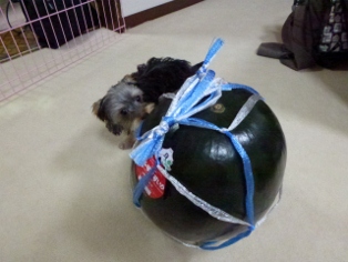 すいか