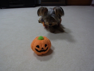ハロウィン7