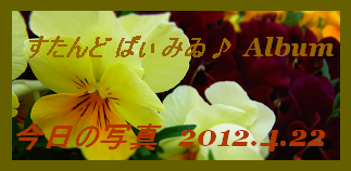アルバム用 今日の写真2012.4.22