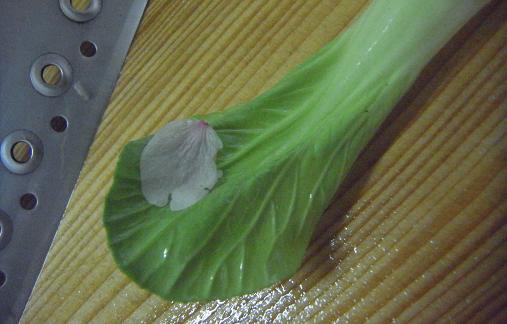 2012.4.28分 日常 5