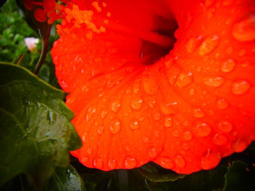 2012.7.10分 写真 日曜雨お散歩 4