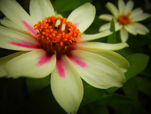 2012.7.10分 写真 日曜雨お散歩 3