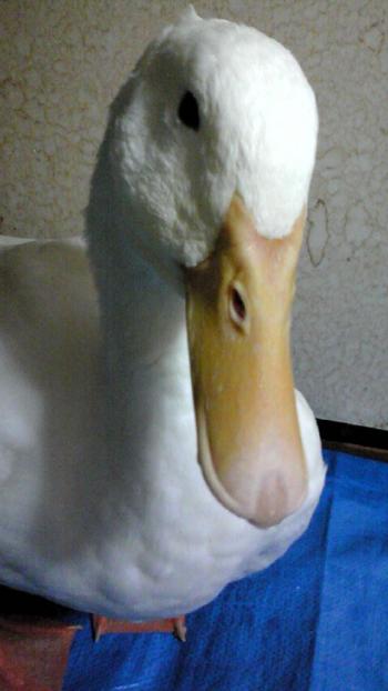 2012-0624-pooh3_convert_20120625160310.jpg