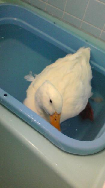 2012-0710-pooh3_convert_20120717153229.jpg