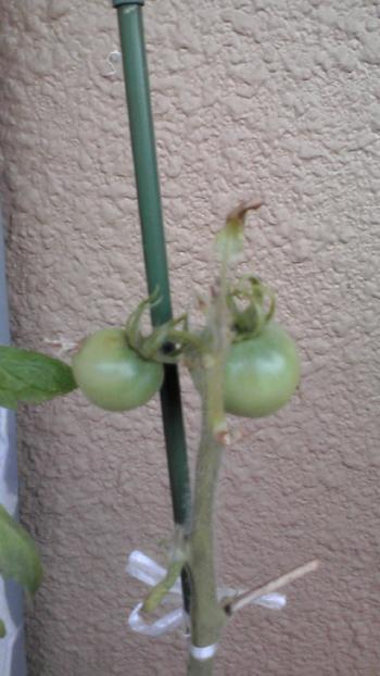 2012-0725-tomato_convert_20120727145121.jpg
