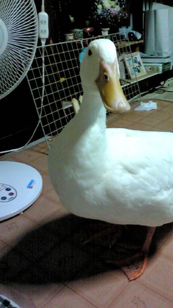 2012-0813-pooh1_convert_20120828151628.jpg