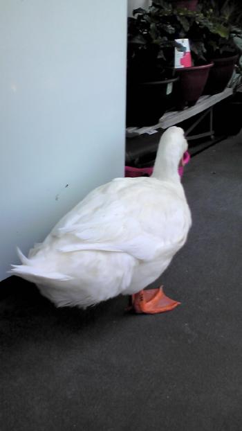 2012-0919-pooh6_convert_20120919132325.jpg