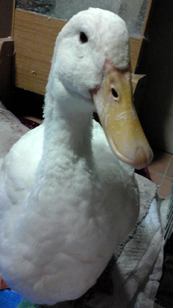 2012-1104-pooh2_convert_20121105143722.jpg