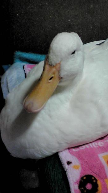 2012-1217-pooh_convert_20121218132258.jpg