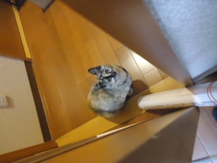 DSC01320 - コピー