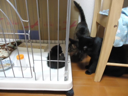 DSC04423 - コピー