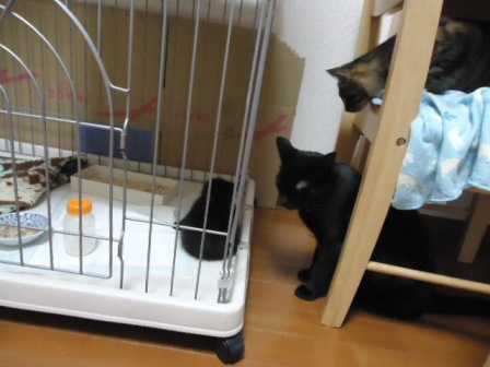 DSC04421 - コピー