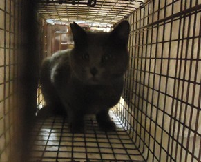 20140125ロシアン♂
