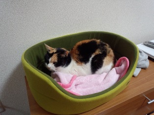 20140202三毛ちゃん