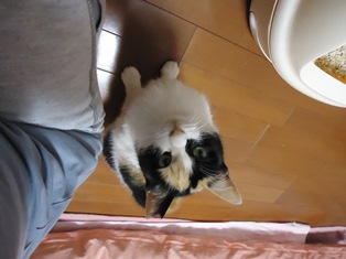 20140202三毛ちゃん2