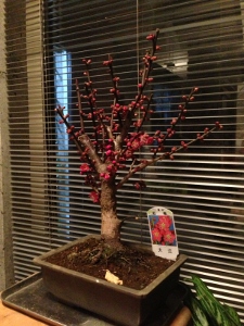 IMG_2609 (225x300)