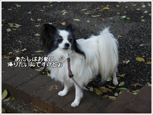 020_convert_20121127122945.jpg